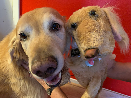Golden Retriever, close-up with an identical looking puppet next to his face.